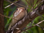 Pine Snake (Pine-Gopher Snake)
